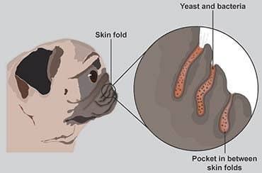 Wrinkles & Rolls' Skin Creases and Folds Balsam für Hunde