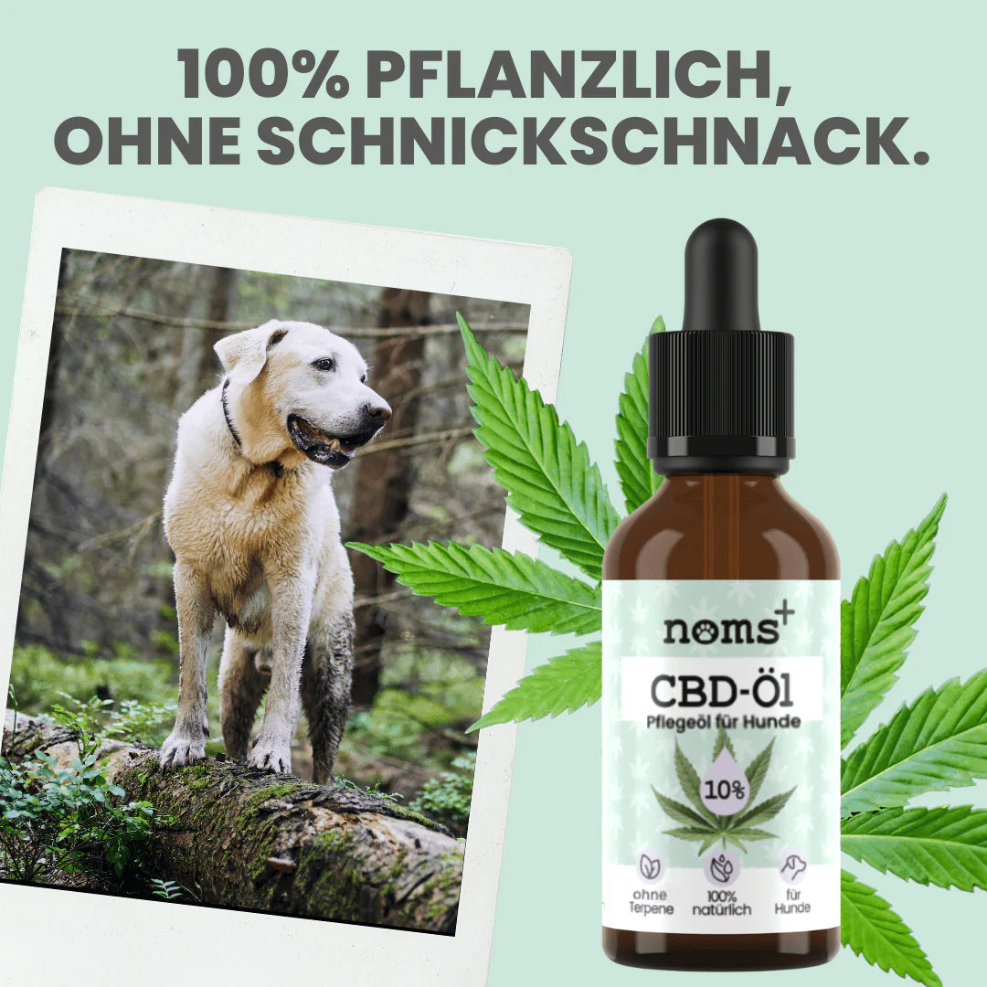 10% CBD Tropfen für Hunde (10ml)