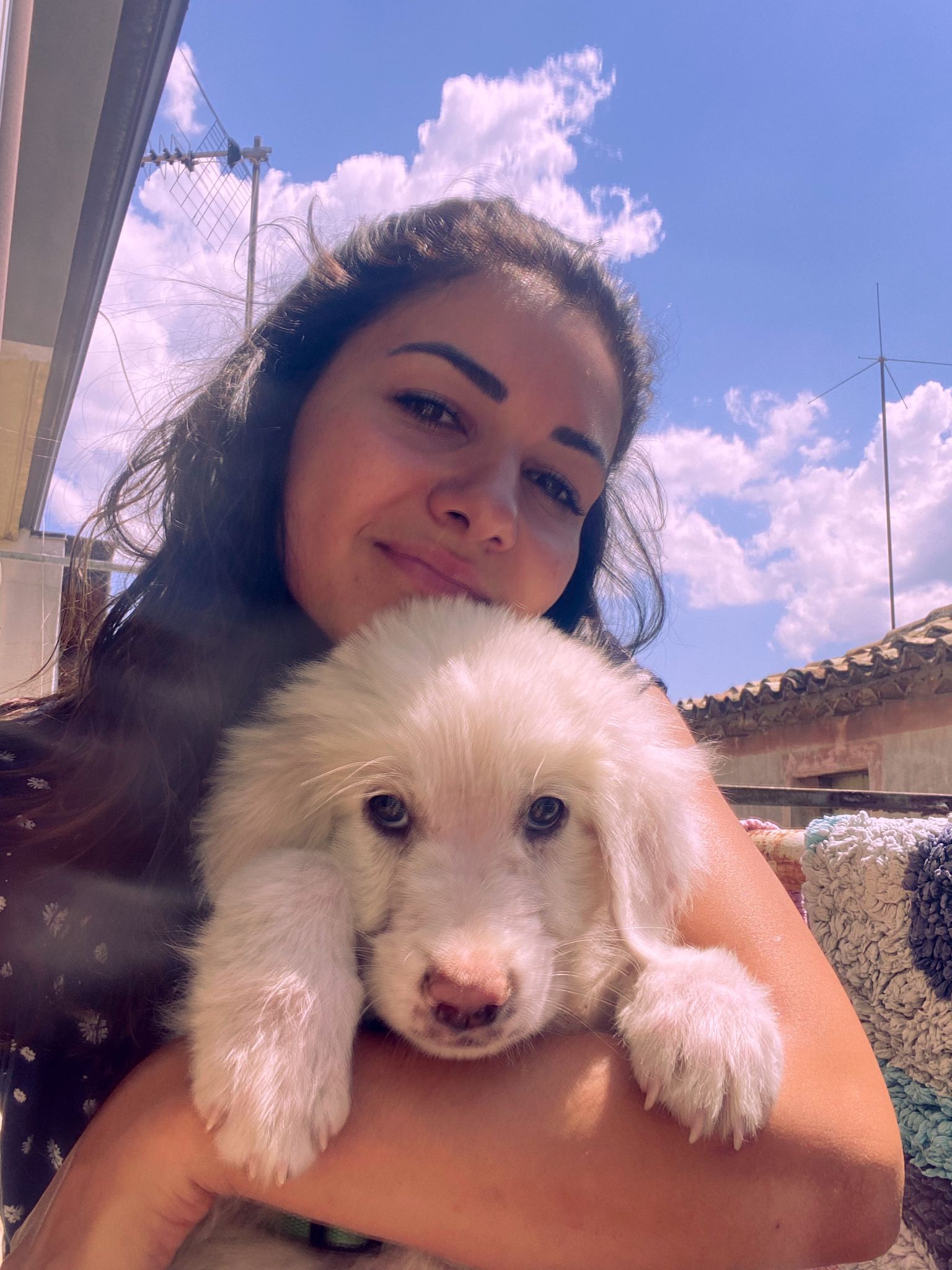 The Dog and Cat Saloon