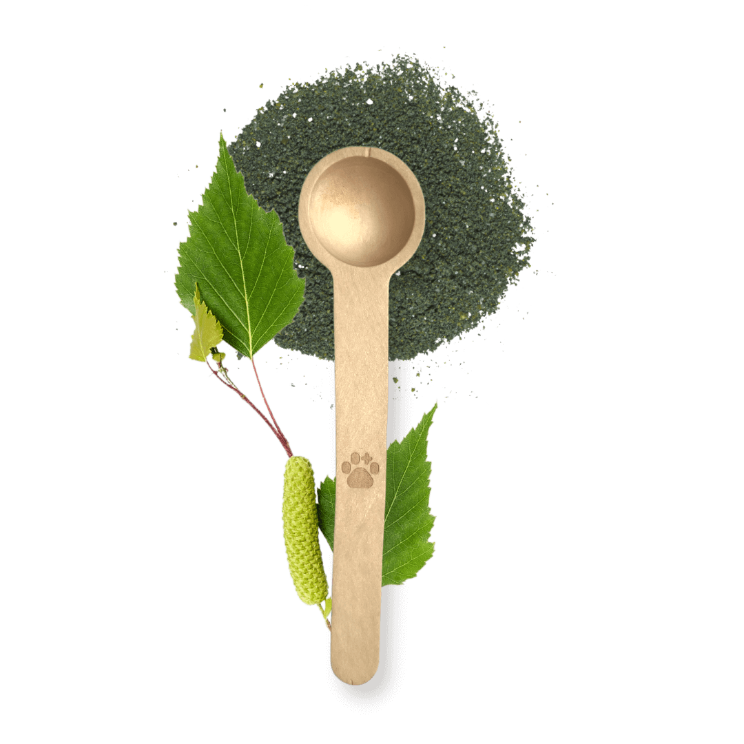 Messlöffel aus Birkenholz fasst genau 1g